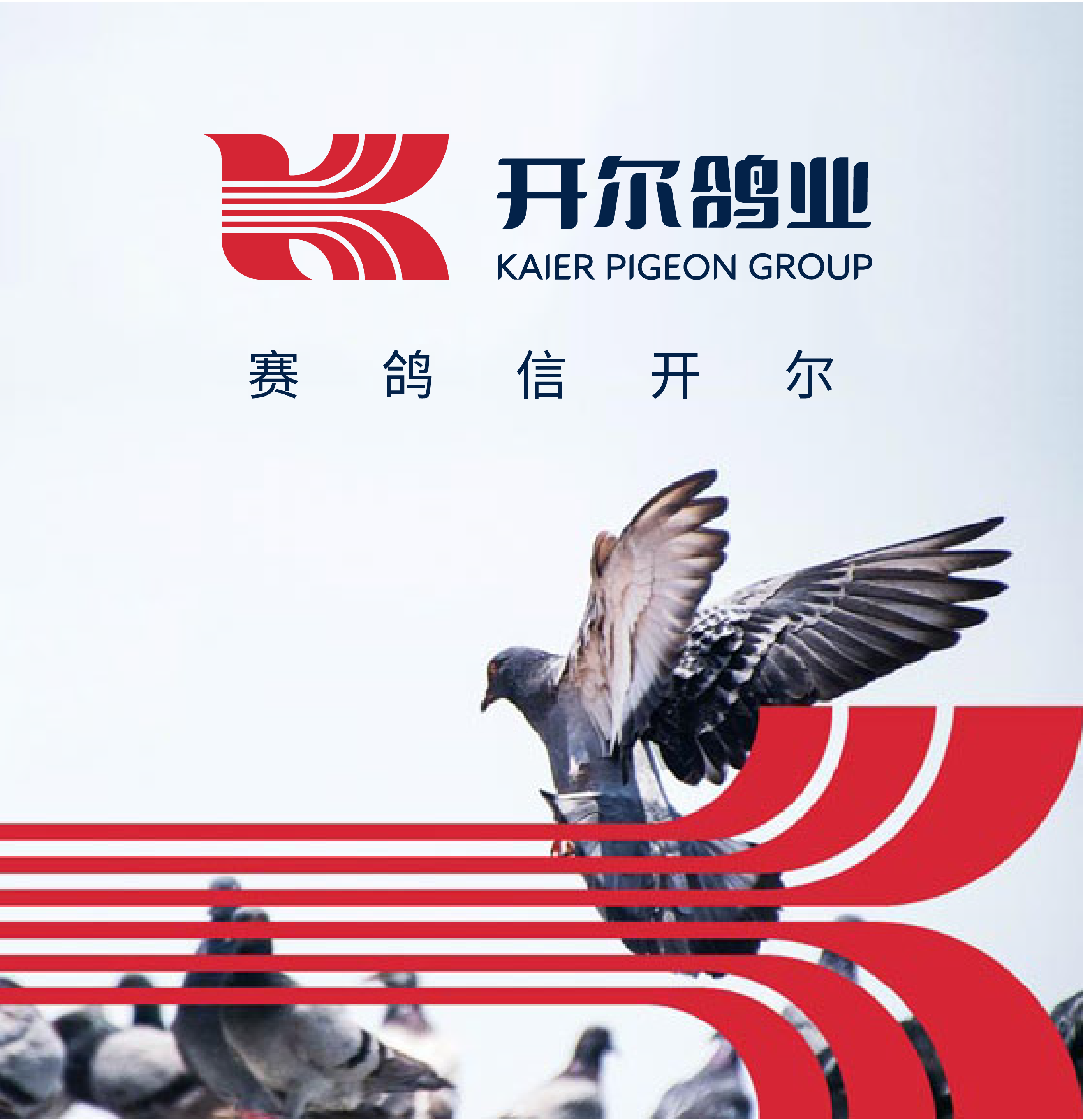 开尔鸽业品牌全案服务