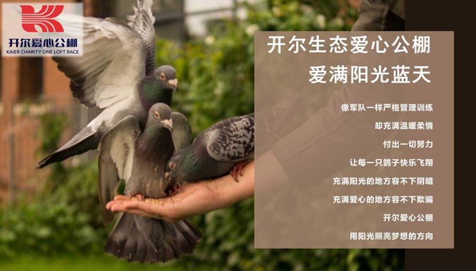 开尔鸽业品牌全案服务