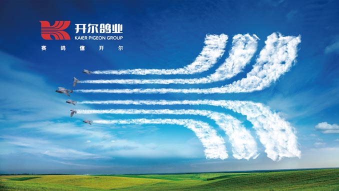 开尔鸽业品牌全案服务