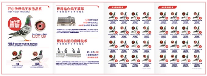 开尔鸽业品牌全案服务