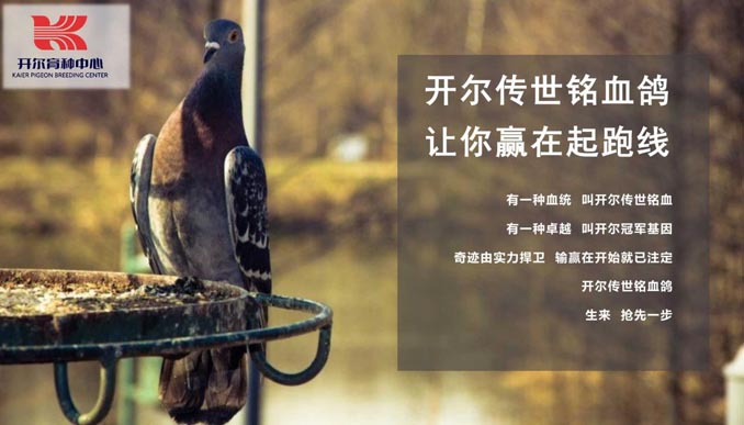 开尔鸽业品牌全案服务
