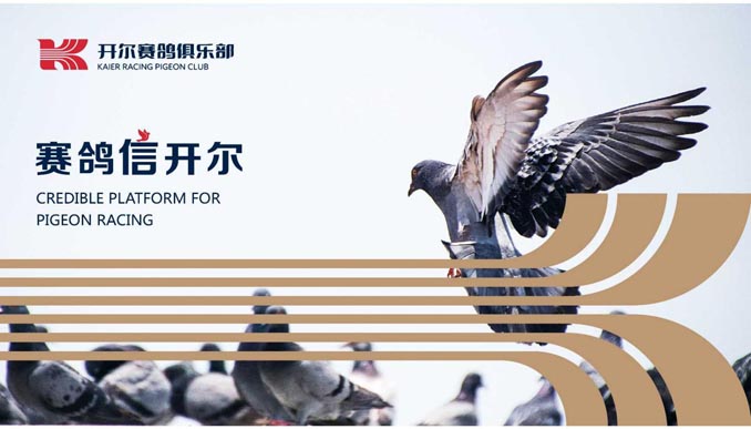 开尔鸽业品牌全案服务