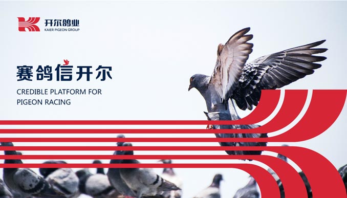开尔鸽业品牌全案服务